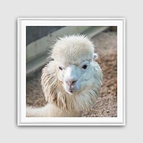 Framed Canvas Wall Art Alpaca Canvas Prints Home Artwork Decoration for Living Room,Bedroom - 16x16 inches