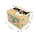 Peradix Cat Coin Bank Stealing Money Cute Kitty Penny Piggy Bank Automatic Coin Grabing Eating Money Saving Box for Tpddler Kids (Grey)