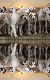 Notebook: dogs sunset reflection clouds hounds water mood 5