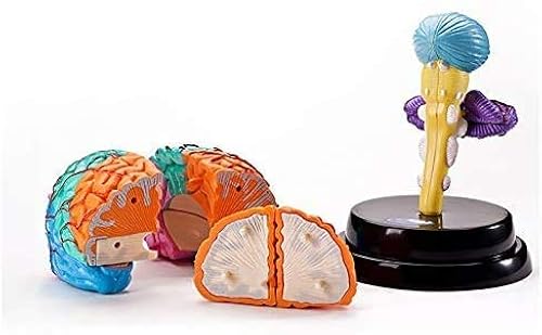 Human Brain Anatomy Model - Detachable Parts of The Brain Anatomy ...