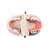 Easyinsmile® Dental Standard Teeth Teaching Model Kids Denture Model Tooth Model for Student