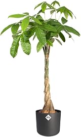 elho B.for Soft Round 18 Indoor Plant Pot 100% Recycled Plastic Ø18.3 x H16.7 view 9