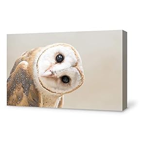 Adorable Funny Owl Painting Wall Poster Decor for...