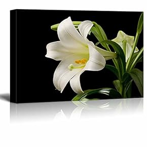 Canvas Prints Wall Art - White Blooming Lily on a Black Background | Modern Wall Decor/Home Decoration Stretched Gallery Canvas Wrap Giclee Print. Ready to Hang - 12" x 18"