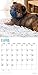 Chow Chow 2019 16 Month Wall Calendar 12 x 12 Inches