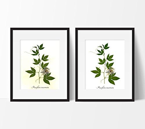 Passionflower Botanical Print - Pressed Maypop Herbarium Print