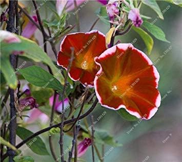 Amazon Co Jp 12 イタリア朝顔種子ビッグペチュニア種子ビッグブルーム Diyガーデニングレア花の種子ピュリファインエアー50個販売12 ホーム キッチン