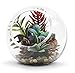 WGV Slant Cut Bowl Glass Vase, Width 7.5
