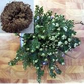 Rose of Jericho Resurrection Fern - Polypodium - Dinosaur Fern/Miracle Air Fern