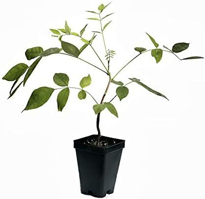 Spectacular Blue Moon Wisteria Tree Plant 8-11"