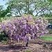 Wisteria 'Amethyst Falls' - lavender Wisteria Vine