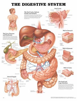 The Digestive System Anatomical Chart - Buy Online in UAE. | Wall Chart