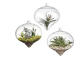 Pack of 3 Hanging Terrarium Glass Vase Flower Air Plant Pot Container Home Office Wedding Decoration Heart Shape