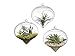 Siyaglass Pack of 3 Hanging Terrarium Glass Vase Flower Air Plant Pot Container Home Office Wedding Decoration Heart Shape