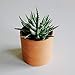 Zayla's Houseplants Cylinder Terracotta Pot - Minimal - Drainage Hole - Windowsill Size