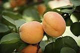 Dwarf Moorpark Apricot Fruit Tree - 2'-3' tall - Hardy - Healthy - Established - One Gallon Trade Potted - 1 Each by Growers Solution