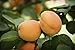 Dwarf Moorpark Apricot Fruit Tree - 2'-3' tall - Hardy - Healthy - Established - One Gallon Trade Potted - 1 Each by Growers Solution