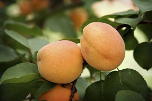 Dwarf Moorpark Apricot Fruit Tree - 2'-3' tall - Hardy - Healthy - Established - One Gallon Trade Potted - 1 Each by Growers Solution Dwarf Moorpark Apricot Fruit Tree - 2'-3' tall - Hardy - Healthy - Established - One Gallon Trade Potted - 1 Each by Growers Solution