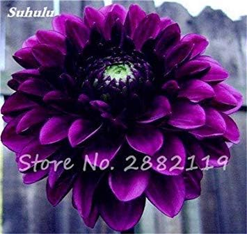 Amazon Co Jp 19 個のダリアの花の種チャーミング盆栽美しい花 未ダリアs の高発芽ホームガーデン鉢植えの種子19 ホーム キッチン