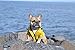 Yellow Zip Up Dog Raincoat with Reflective Buttons, Pockets, Rain/Water Resistant, Adjustable Drawstring, & Removable Hood - Size XS to XXL Available - Stylish Premium Dog Raincoats by Ellie (S)