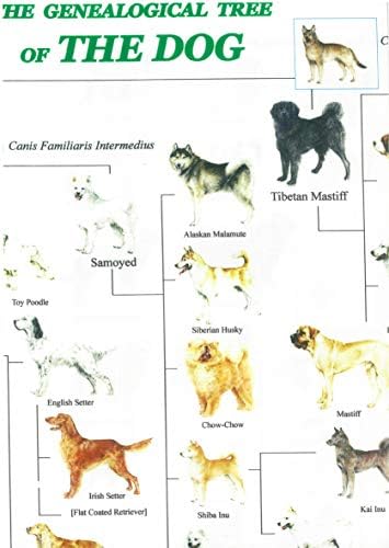 犬の系統図 The Genealogical Tree Of The Dog Home Kitchen Amazon Co Jp