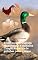 Livro Técnicas de avicultura Manutenção e cuidados Criação lucrativa de galinhas patos gansos