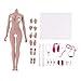 Flameer 1:6th Super-Flexible Female Stainless Steel Body with Hands Feet for Phicen Figure Doll Toy Wheat Skin