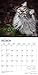 Maine Coon Cats 2020 Calendar