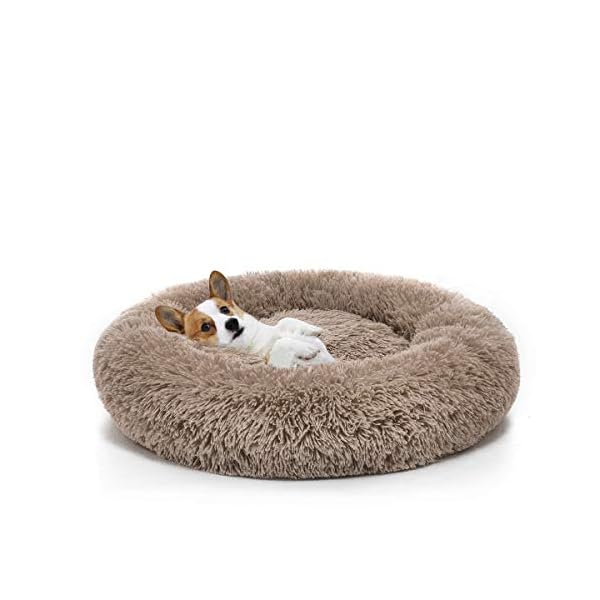 mod dawgs pet stairs