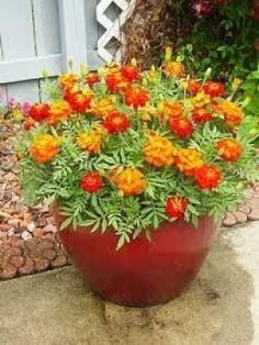 Creative Farmer Flower Seeds : French Marigold Flower Mixed Variety Flowering Plant (15 Packets) Garden Plant Seeds