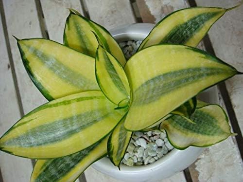 サンスベリア 虎の尾 ゴールデンハニー 丸型インテリア陶器鉢植え 受け皿付き 陶器鉢 マイナスイオン効果 ミニ観葉植物 鉢植え B07gtwfbhg 1 779円 人気海外一番 100 品質保証 全品送料無料 即日出荷 Sale開催中