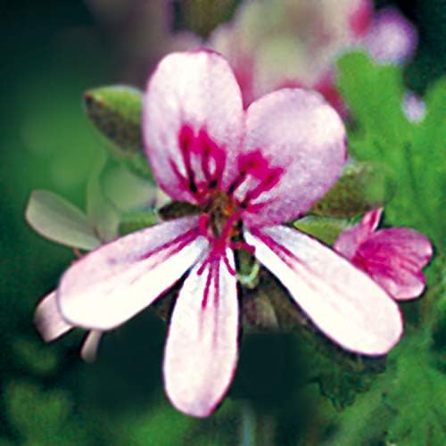 Amazon Co Jp Neal S Yard Remedies ニールズヤードレメディーズ ブレンドエッセンシャルオイル リラクセーション 5ml ラグジュアリービューティー