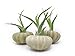 Air Plant Sea Urchin Kit (9 Variety Pack) - Natural Shell Containers / Holders for Live Tillandsia - Multicolor Stand / Jellyfish Pot for Indoor Home Decor by Aquatic Arts