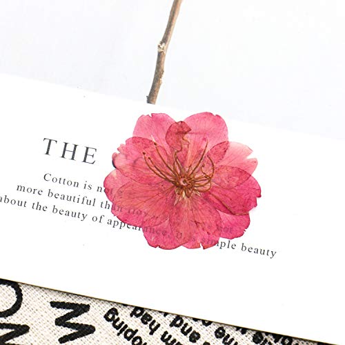 Buorsa Pack of 12 Piece Real Flower Sakura Dried Cherry Blossom Pressed Dried Flowers Arts Crafts Supplies for Jewelry Phone Case Frame Making Scrapbook Accessories - Thumbnail 2