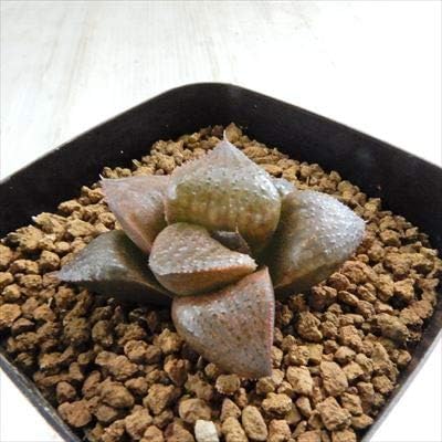 Amazon Co Jp Niハオルチア スプレンデンス交配美種 ショコラスイーツブラウン 実生苗 多肉植物 カクタスニシさん苗 ハオルチア 0610 26 現品販売 7 5cmポット ホーム キッチン