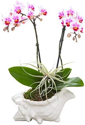 Living Phalaenopsis &amp; Airplant in LG Ceramic Seashell pot- Light Pink Blooms