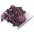 Todd's Seeds Rambo Sprouting Radish Seeds - Beautiful Red/Purple Colored Sprout, Non-GMO, Chemical Free, High Germination (1/2 Pound)