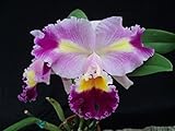 Rlc. Oprah Winfrey 'Chadwick' Limited! Fragrant! Very attractive! collectors- orchid plant