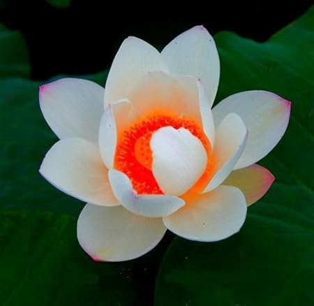 Amazon Com 20 Seeds A Red Heart Lotus Seeds Gorgeous Aquatic Flowers Home Gardening Garden Outdoor