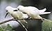 The Mating Lives of Birds (Mit Press)