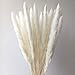DongArts Natural Dried Pampas Grass, Phragmites Communis,Wedding Flower Bunch, 23” Tall for Home Decor (White)