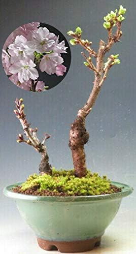 Amazon Co Jp 桜盆栽 花芽付き 旭山桜の鉢植え 二本立ち 大 21春開花予定 ホーム キッチン
