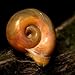 Aquatic Discounts 70+ Feeder/Cleaner Ramshorn Snails, 1/6-1/3 inch - Excellent Tank Cleaners + Great Natural Food for Your Puffers, Loaches, Crayfish, Turtle!!!