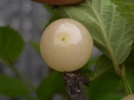 Amazon 白実 ゆすらうめ 1年生苗木 果物