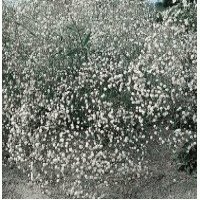 PREMIER SEEDS DIRECT - Perennial GYPSOPHILA - Single ALBA - 600 Flower Seeds
