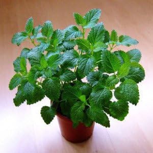 Amazon Co Jp 400レモンミントの種鉢植えの花や植物の種子の季節の種子食用花 ホーム キッチン