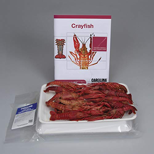Crayfish Dissection BioKit for 30 Students