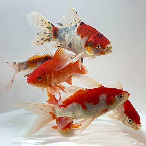 Toledo Goldfish Live Shubunkin, Sarasa, and Comet Goldfish Combo for Ponds or Aquariums – USA Born and Raised – Live Arrival Guarantee (3 to 4 inches, 24 Fish, 8 of Each)