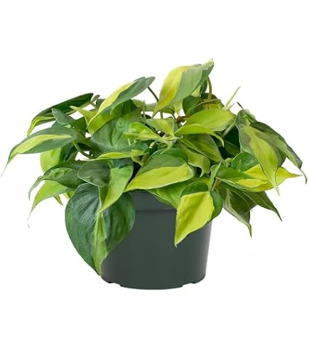 money tree plant potting soil Money Tree 'Guiana Chestnut' Pachira Braid | Indoor Plant | Tropical Plant  | Potted Plant main image 1