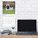 unp 2020 Pug Puppies Wall Calendar by Bright Day, 16 Month 12 x 12 Inch, Cute Dogs Puppy Animals Adorable Canine